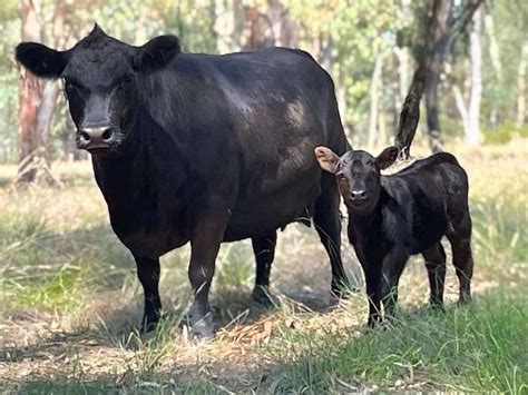 5 Black Cattle Breeds With Their Pictures - Globalpetblog