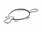 Platypus Coloring Pages  Best For Kids sketch template