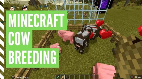 How To Breed COWS In Minecraft - YouTube