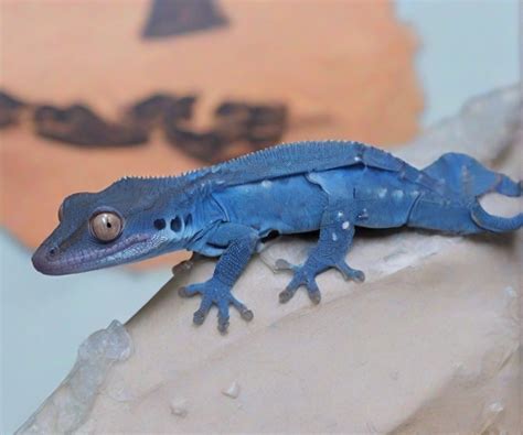 Crested Gecko Morphs: The Ultimate Guide to Colors, Patterns, and Genetics