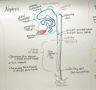 Urinary System:Nephron | A hand drawn sketch by Dr. Christen… | Flickr