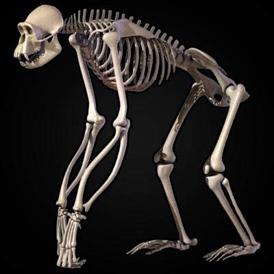 chimpanzee skeleton 3ds