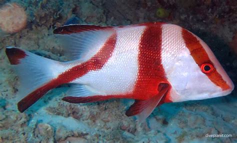 Red Emperor Snapper (Lutjanus sebae) HER