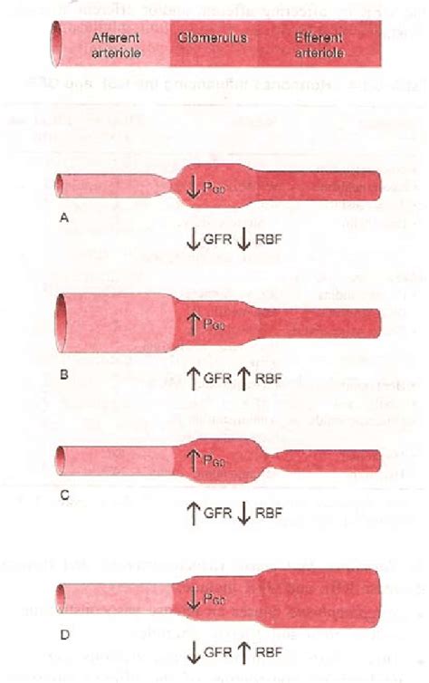 Relation of afferent and efferent arteriole diameter with RBF and GFR ...