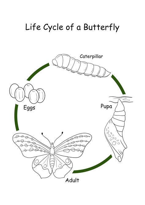 Butterfly Life Cycle Stages Coloring - photos and vectors