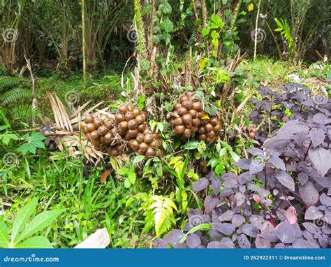 Salak Tree, the Fruit is Very Much Stock Image - Image of snakefruit ...