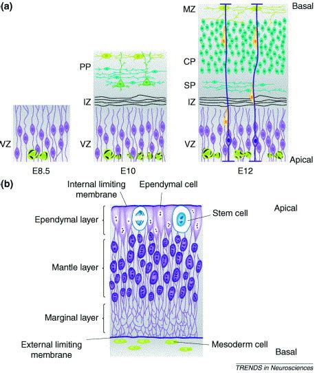 Radial glia: multi-purpose cells for vertebrate brain development: Trends in Neurosciences