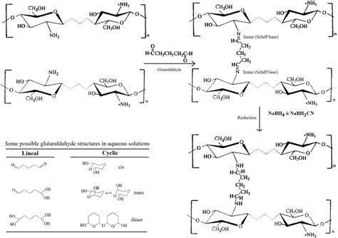 Simplified scheme of the cross-linking reaction of chitosan with ...