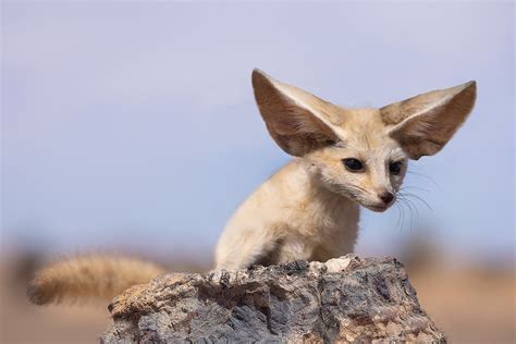 Desert fox kit - Jim Zuckerman photography & photo tours