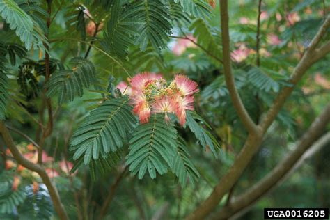 mimosa, Invasive Plants of the Eastern United States