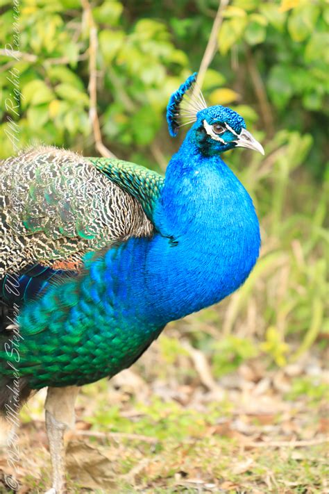 Male and Female Peafowl – Michael Stephen Wills Photography