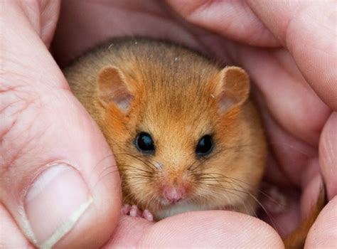 The British dormouse is now 'vulnerable to extinction' | Metro News