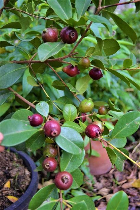 How to grow Strawberry Guava - Melbourne Foodforest