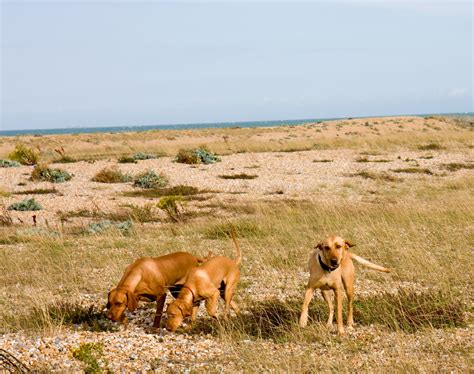 Hunting Dogs Free Stock Photo - Public Domain Pictures