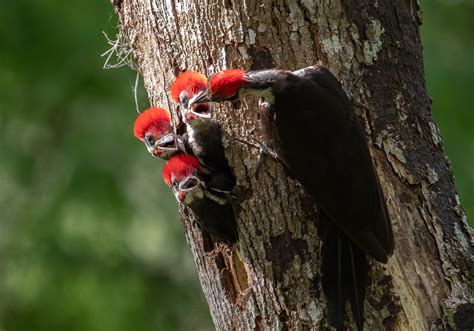 Woodpecker Bird Nest