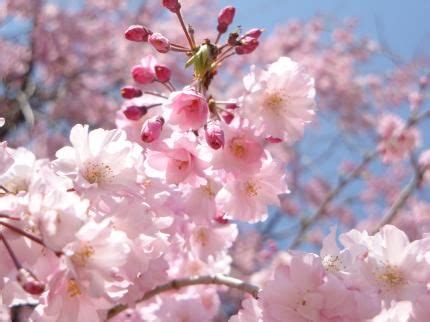 Prunus subg. Cerasus 桜