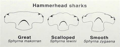 Hammerhead Shark Anatomy Diagram