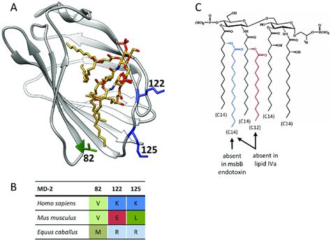 The structure of the human MD-2 with bound endotoxin. (A) Human MD-2... | Download Scientific ...