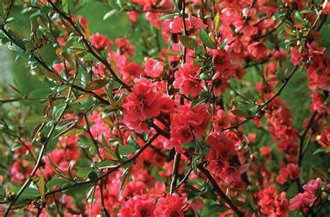 flowering quince | Description, Species, & Facts | Britannica.com