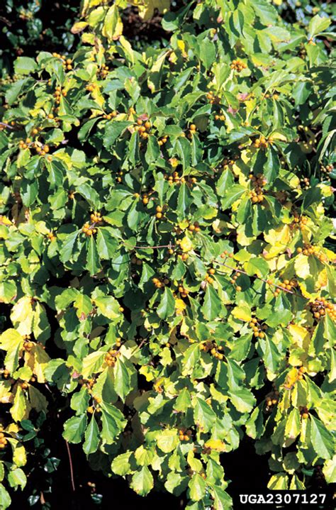 Asiatic Bittersweet: Got Pests : Board of Pesticides Control: Maine DACF