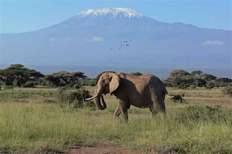 Why visit Amboseli National Park in Kenya - African Travels