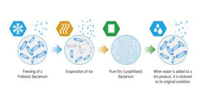 How Does The Freeze Drying Process Work? | Freeze Dried Guide