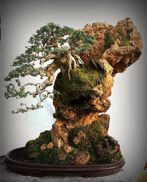 Die 10+ besten Bilder zu Bamboo bonsai in 2020 | pflanzen, bonsai baum, bonsai