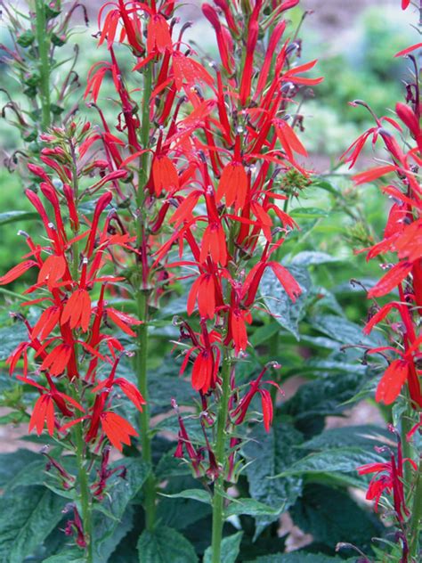 Lobelia Cardinalis | Bluestone Perennials