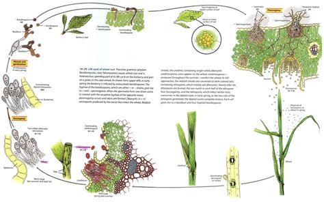 wheat rust life cycle | Fungi, Life cycles, Biology