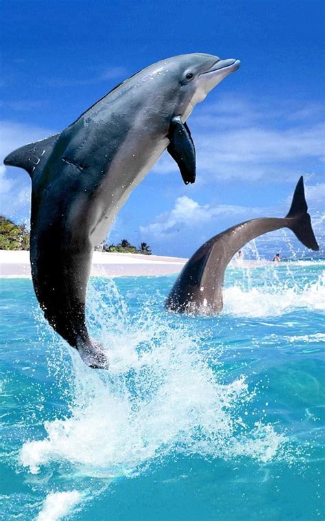 Dolphin Live for Android, jumping out the screen HD phone wallpaper | Pxfuel