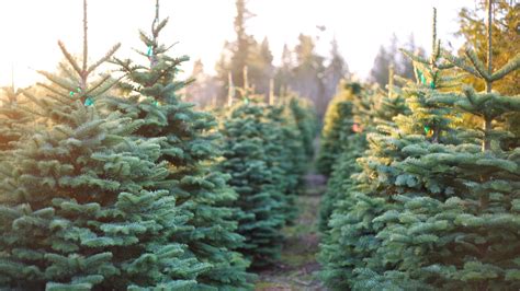 Christmas tree farms in Rochester NY: Hours, directions, more