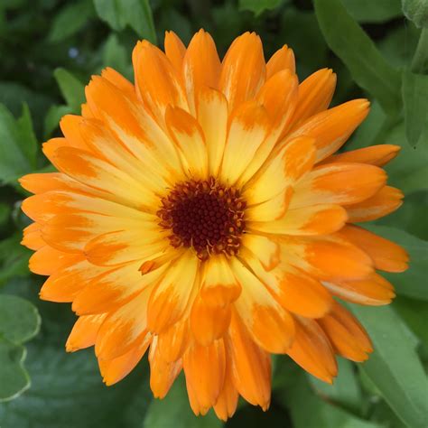 Calendula | Our Edible Flowers | The Flower Deli