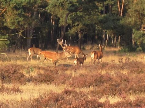 5-five-5: Hoge Veluwe National Park (Netherlands)