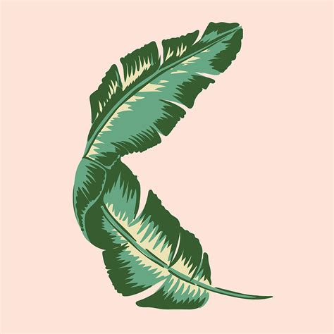 Banana Leaf Drawing at GetDrawings | Free download