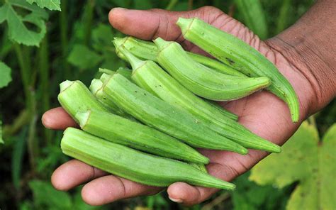 20 Amazing Health Benefits of Okra