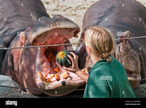 Feeding the hippo in the zoo Stock Photo - Alamy