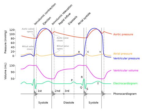 Wiggers Diagram (cardiac cycle) Diagram | Quizlet