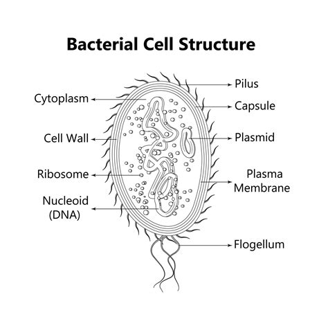 Bacterial Cell Diagram Pili