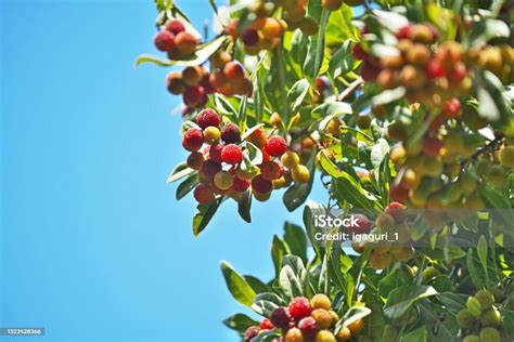 Fruit Of The Myrica Rubra Stock Photo - Download Image Now - Brown ...