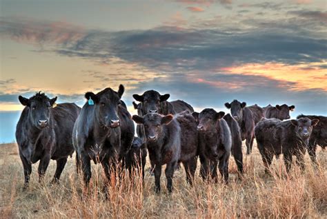 BLACK ANGUS CATTLE - Enviroculture Farm