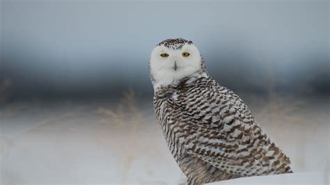 Wallpaper snowy owl, owl, predator, bird, snow hd, picture, image