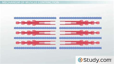 Muscle Contraction Steps | How Do Muscles Contract? - Lesson | Study.com