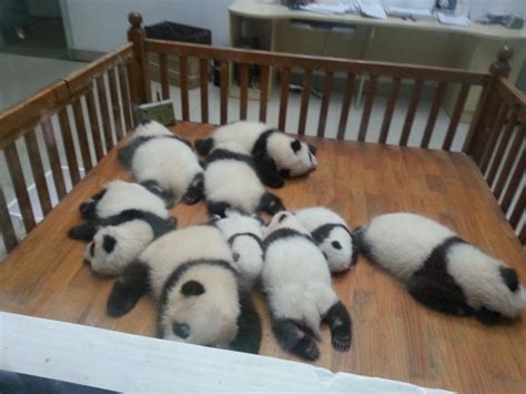 MENGUNJUNGI GIANT PANDA DI CHENGDU – Uni Lubis's Blog