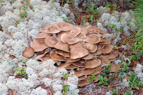 Lyophyllum Decastes Autumn Mushroom Stock Photos - Free & Royalty-Free Stock Photos from Dreamstime