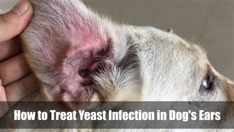 How To Treat Yeast Infection In Dog's Ears 2024 - Vet Ranch - We Love Pets