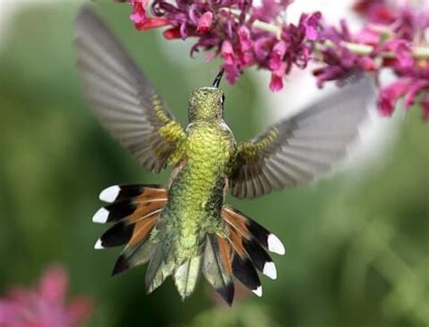 Broad-tailed Hummingbird | Celebrate Urban Birds