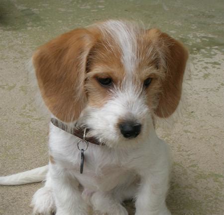 Yorkie And Beagle Mix | Dog Beagles