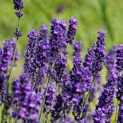 Lavender Color - Meaning, Psychology & History