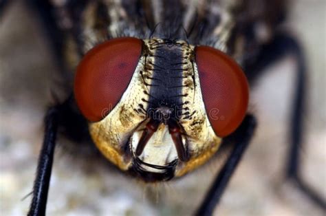 Fly Head With Red Eyes Macro Close Up Stock Image - Image of insect, macro: 19964133