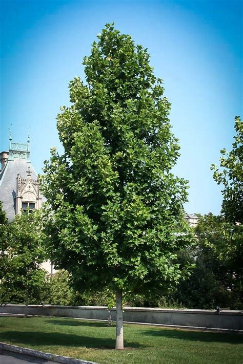 Buy Tulip Poplar Trees Online | The Tree Center